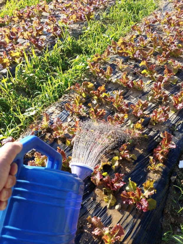 물주기와 비료관리