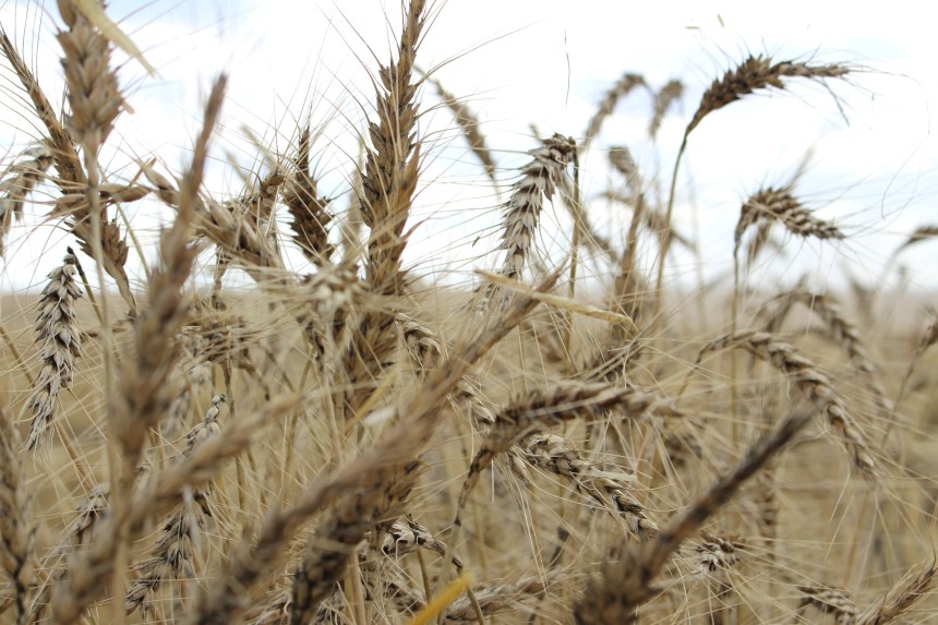 GMO