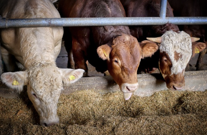 동물윤리와 채식