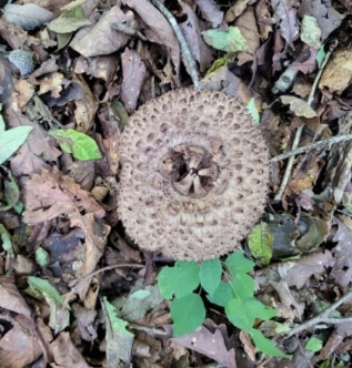 능이버섯 효능 총정리