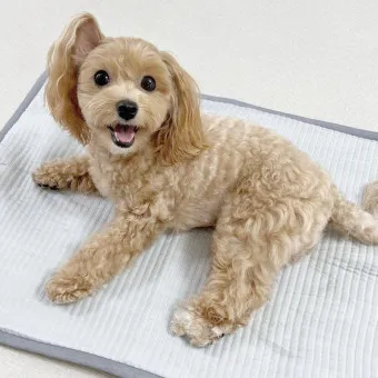 말티푸 단점 장점 성견 크기 분양가격_7