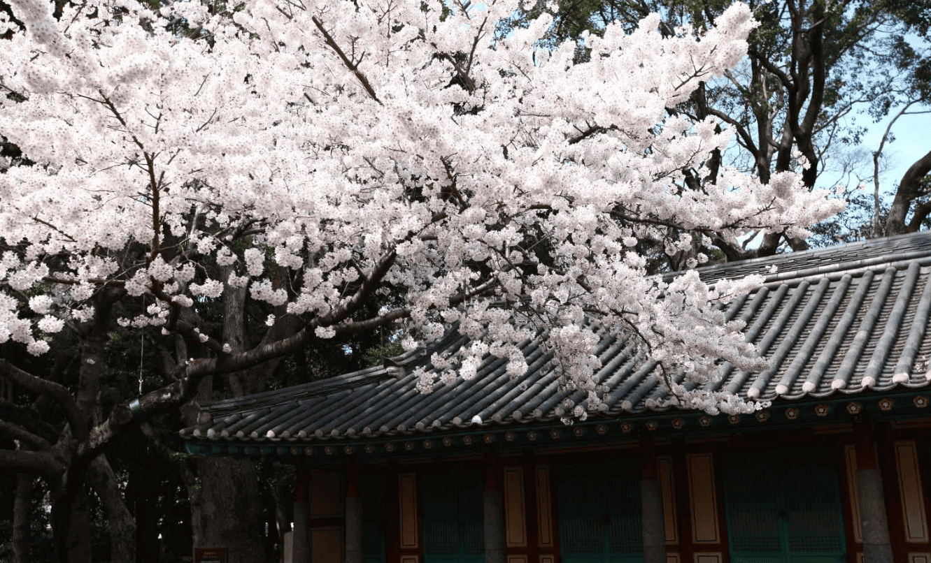 2025년 벚꽃 개화시기