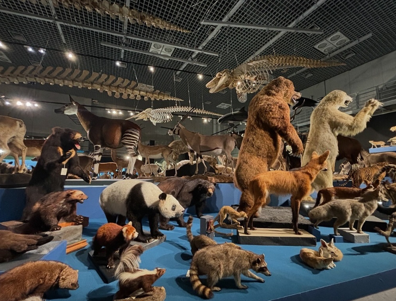 도쿄 아이랑 가볼만한곳 18