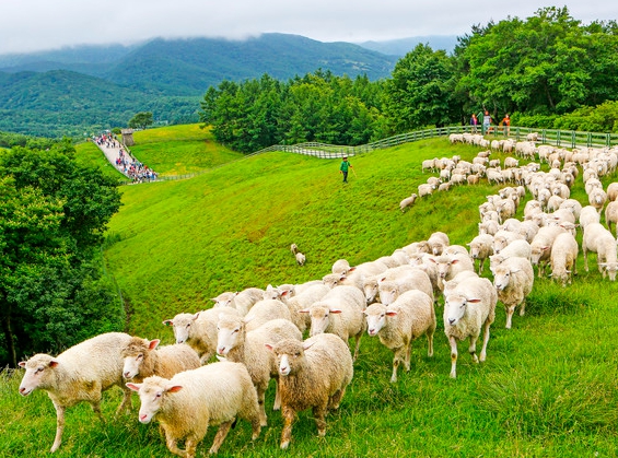 겨울 감성 여행지: 평창 대관령 양떼목장
