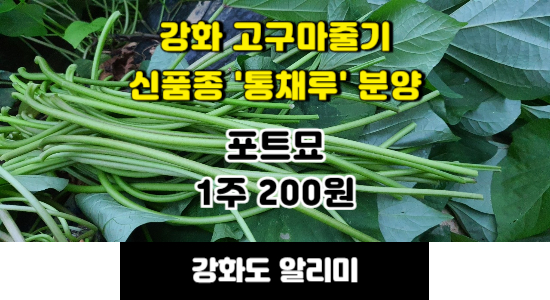 강화 고구마줄기 조직배양묘 분양