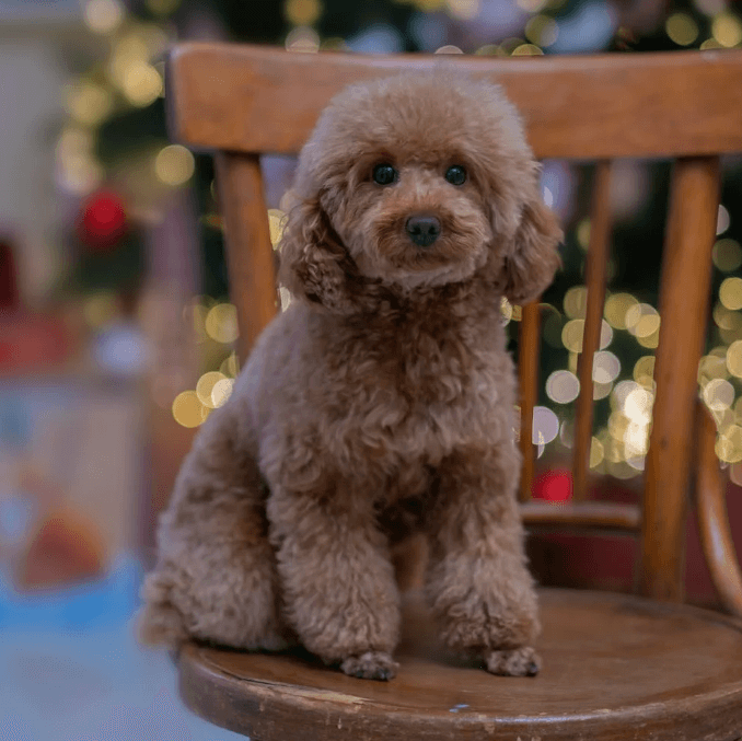애완용 강아지 종류 및 특징 정리 - 소형 강아지 종류