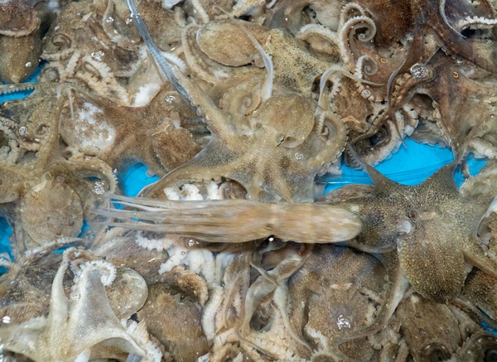 무창포 주꾸미 도다리 축제