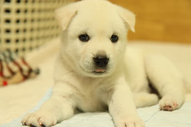 canine atopic dermatitis