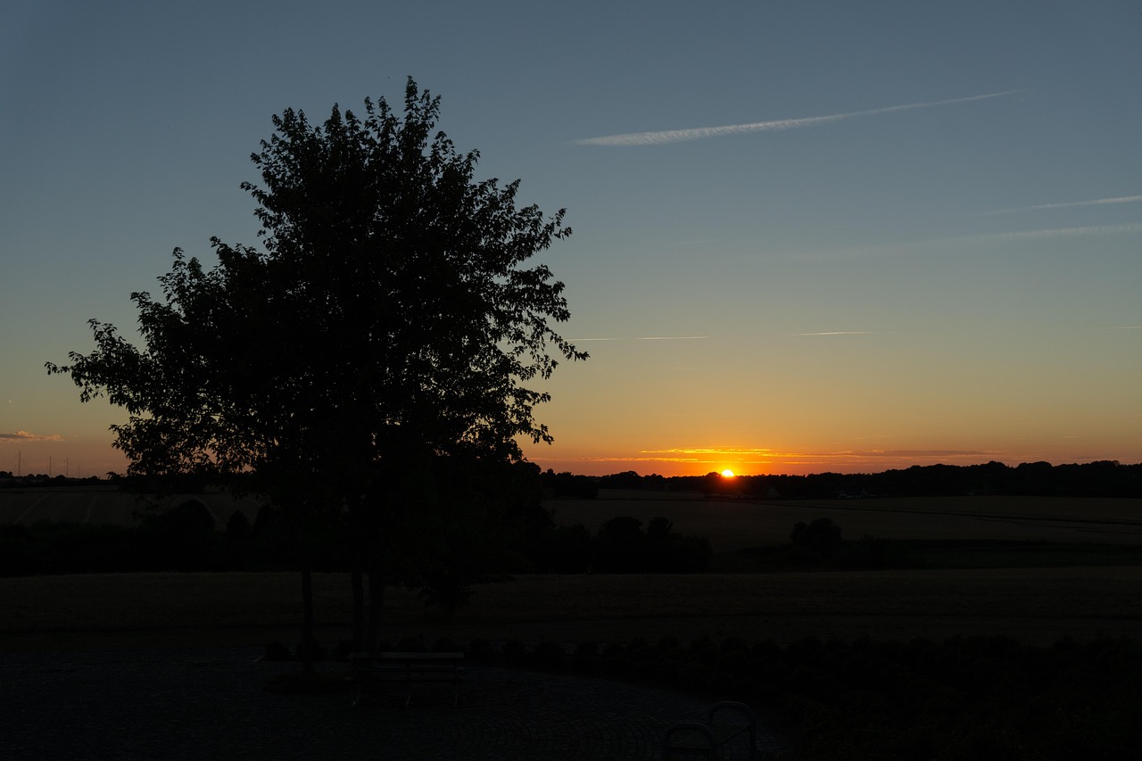나무한그루 뒤로 일몰이 올라오는 사진