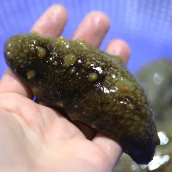 해삼 손질법 해삼보관법 제철 탕 레시피_5