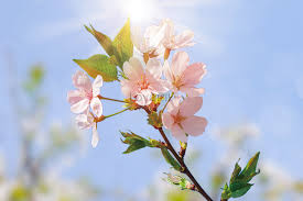 2025년 벚꽃 개화시기