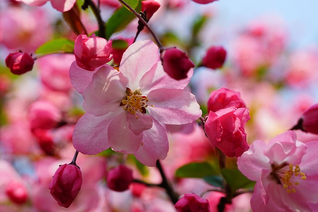 체리의 효능과 부작용, 주의사항 등 총정리