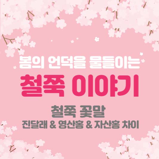 봄의 언덕을 물들이는 철쭉 이야기 - 철쭉 꽃말, 진달래&amp;영산홍&amp;자산홍과의 차이