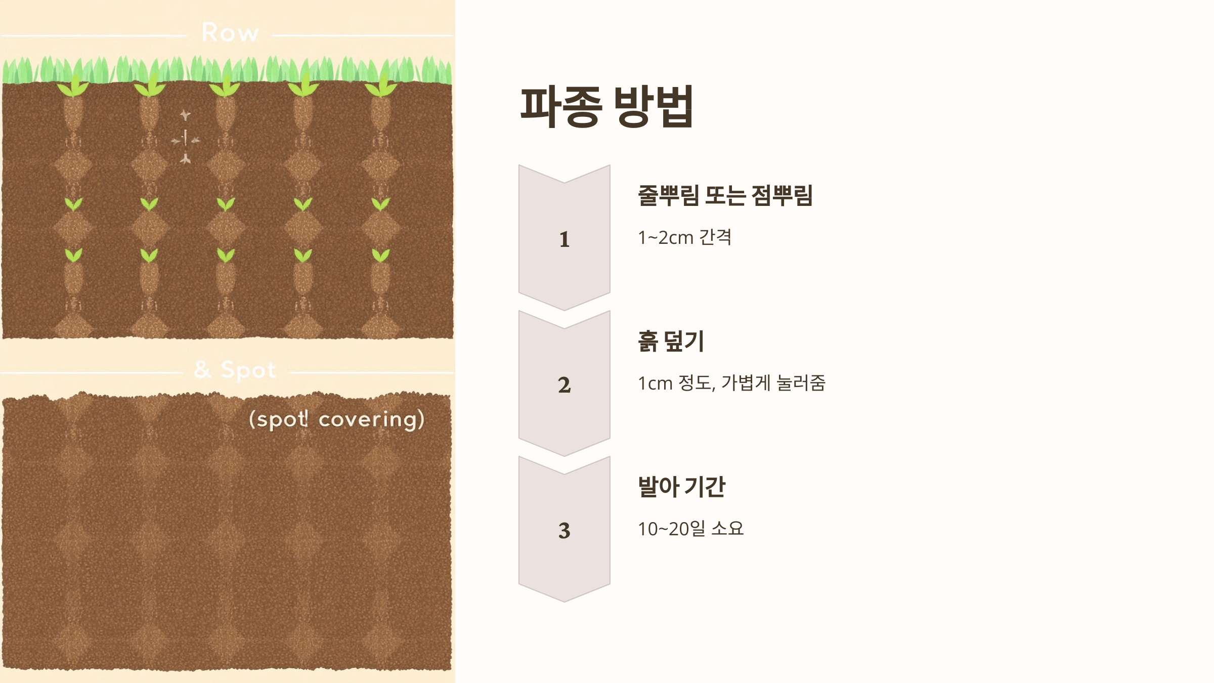 더덕 사진입니다.