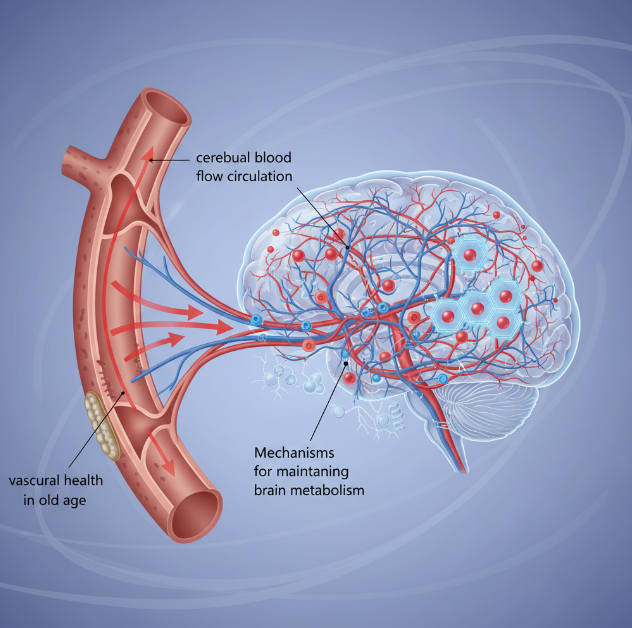 노년기 혈관 건강과 뇌 혈류 순환의 생리학적 상관관계 및 뇌 대사 유지 기전 시각화 자료
