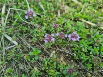 백리향 키우는 법 집에서 재배법 꿀팁_14
