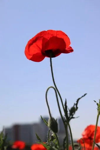 아파트 화단에 핀 5월의 꽃 송엽국 작약 금계국 털개구리미나리_10