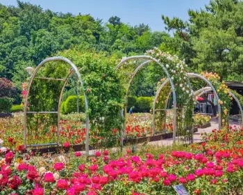 울산대공원 장미축제_15