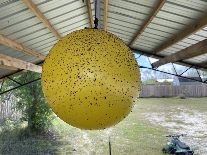 러브버그퇴치방법