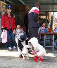 진돗개