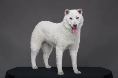 풍산개 사진