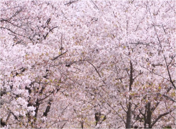 오사카-벚꽃-개화시기