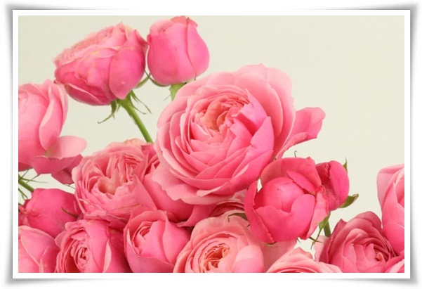 "장미" 천 년의 사랑을 품은 아름다움의 상징 매혹적인 꽃!고