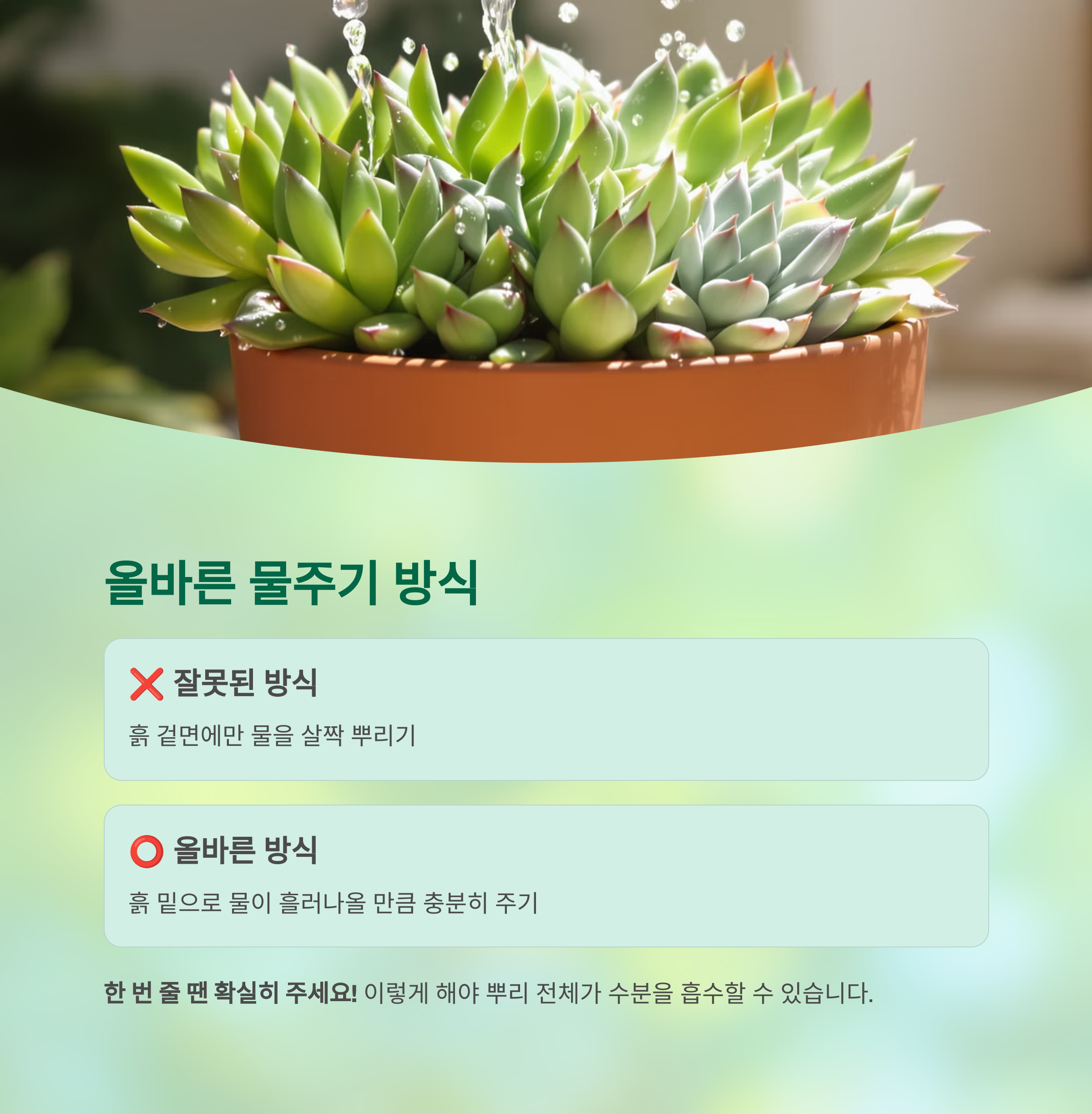 올바른 물주기 방식