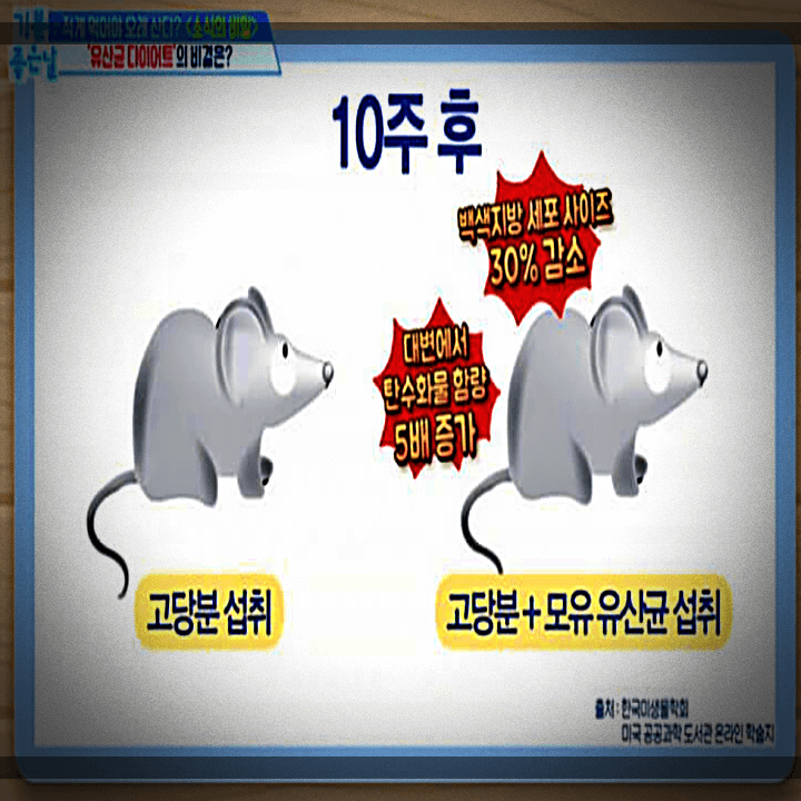 유산균-다이어트-비결-결과