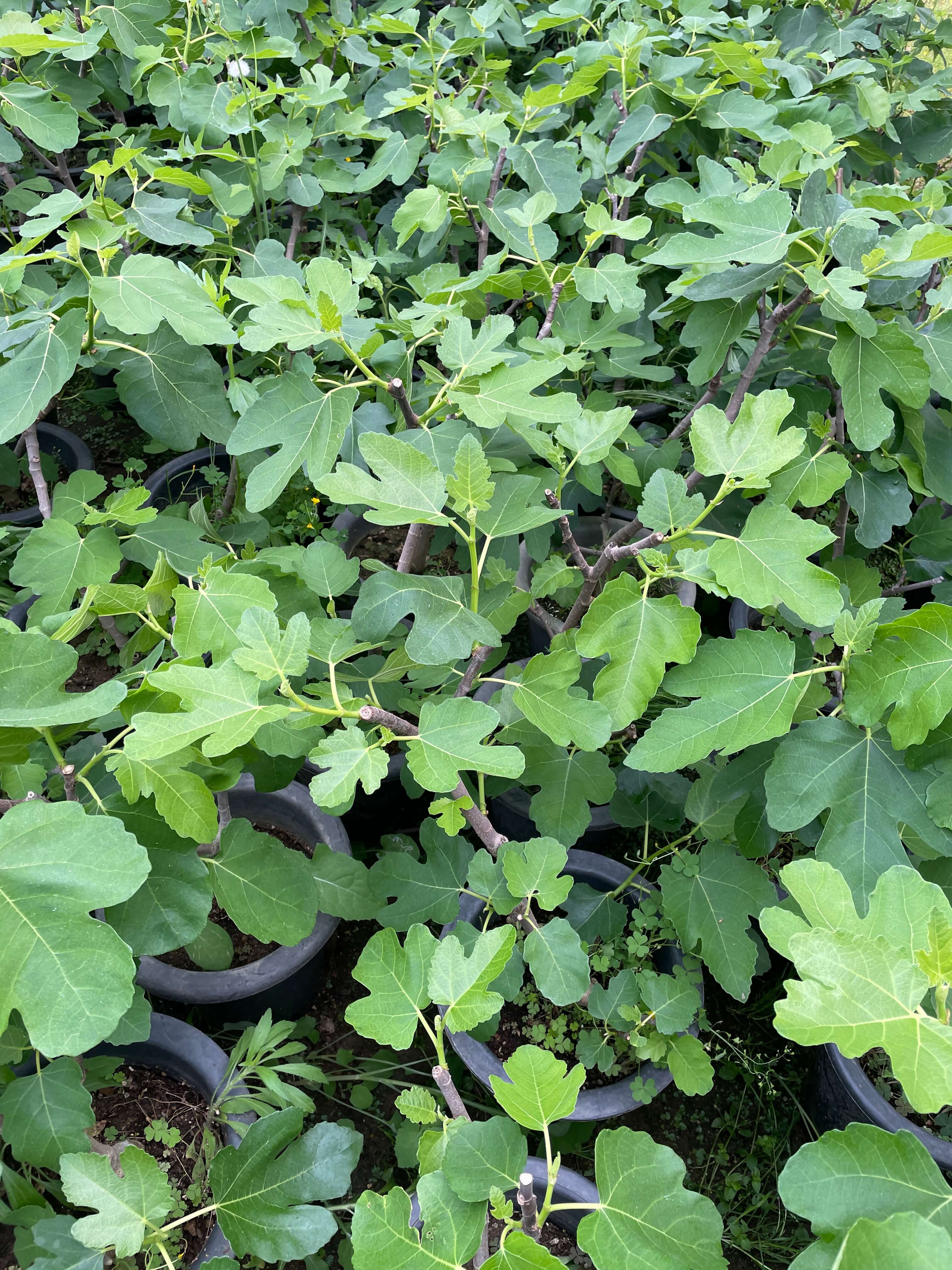 무화과열매 묘목 나무 키우는 방법