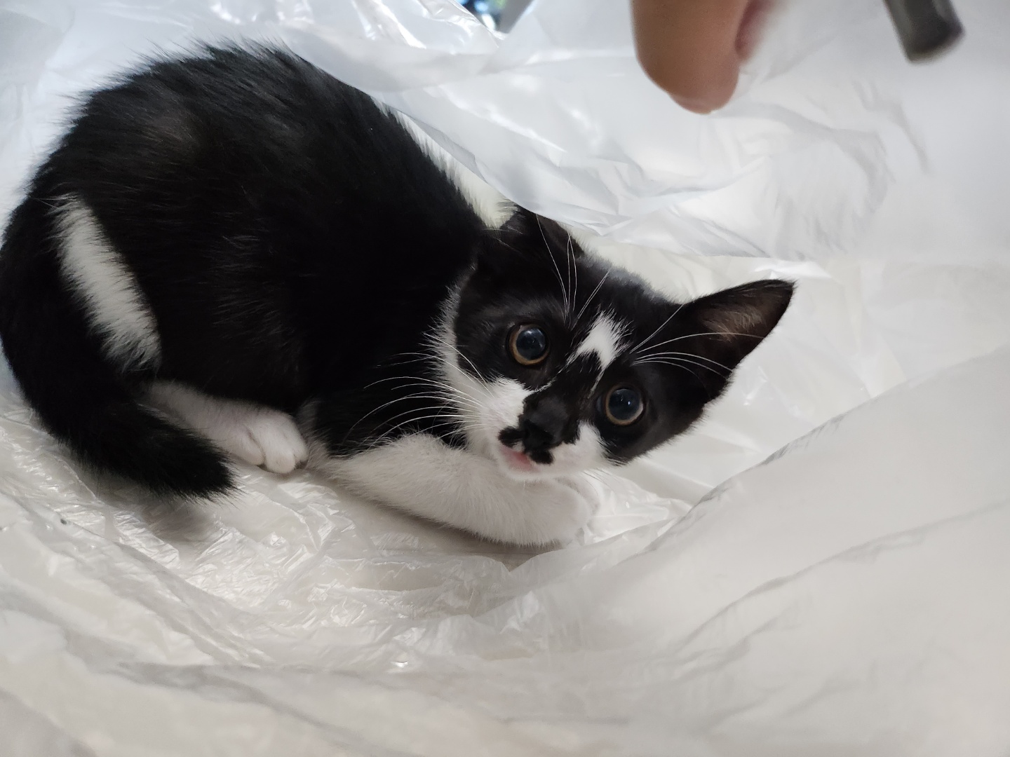 탐사 고양이두부모래