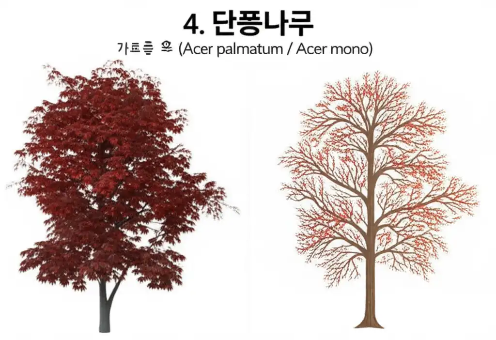 가로수종류_maple