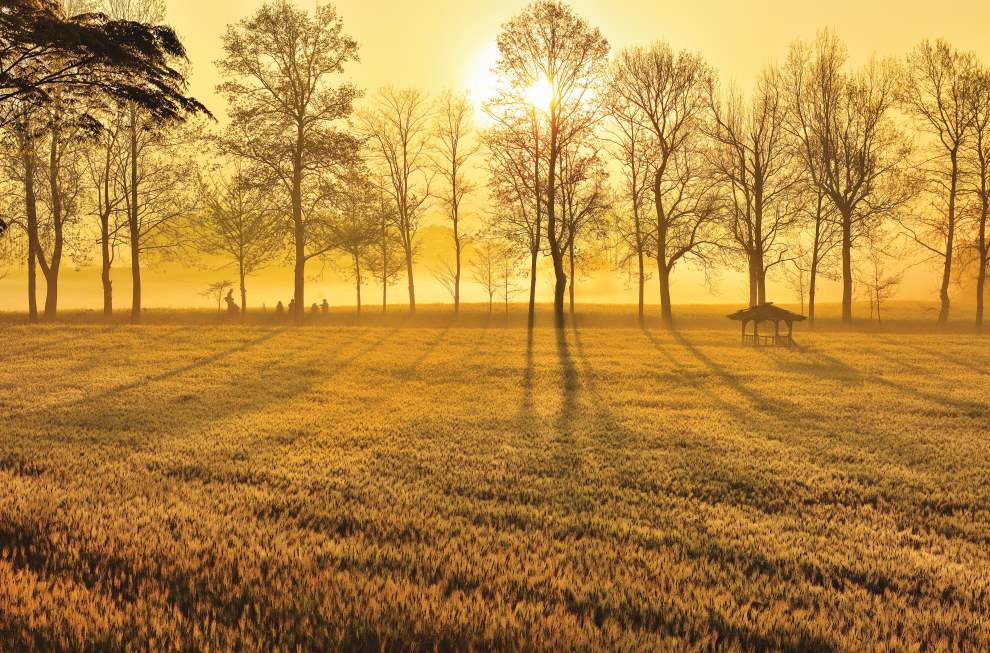 고창청보리밭축제