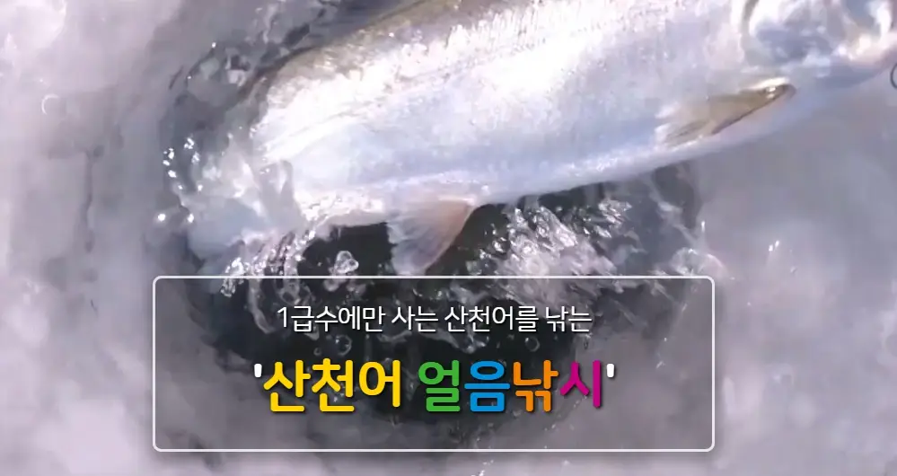 화천 산천어축제 예약방법, 일정, 주차장, 숙박 정보