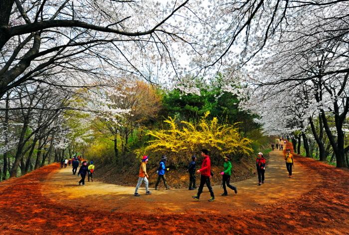 계족산 황톳길