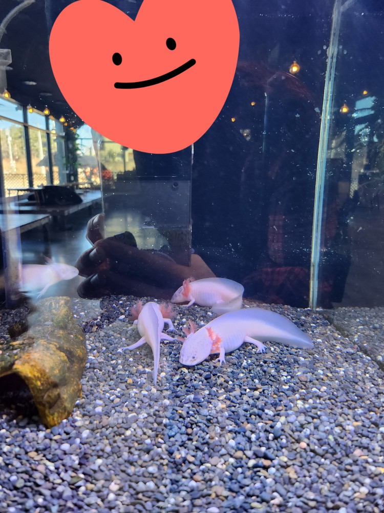 움파룸파