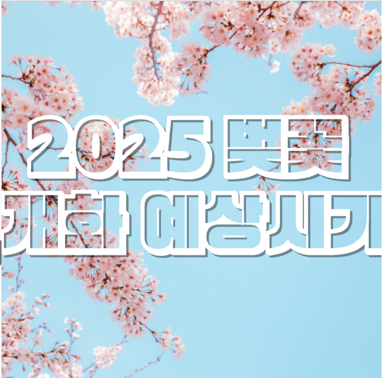 2025 벚꽃 개화