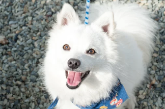 스피츠/출처:어도비스톡