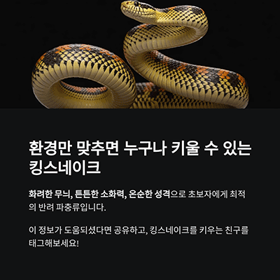 환경만 맞추면 누구나 키울 수 있는 파충류