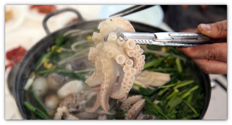 동백꽃 주꾸미 축제 일정