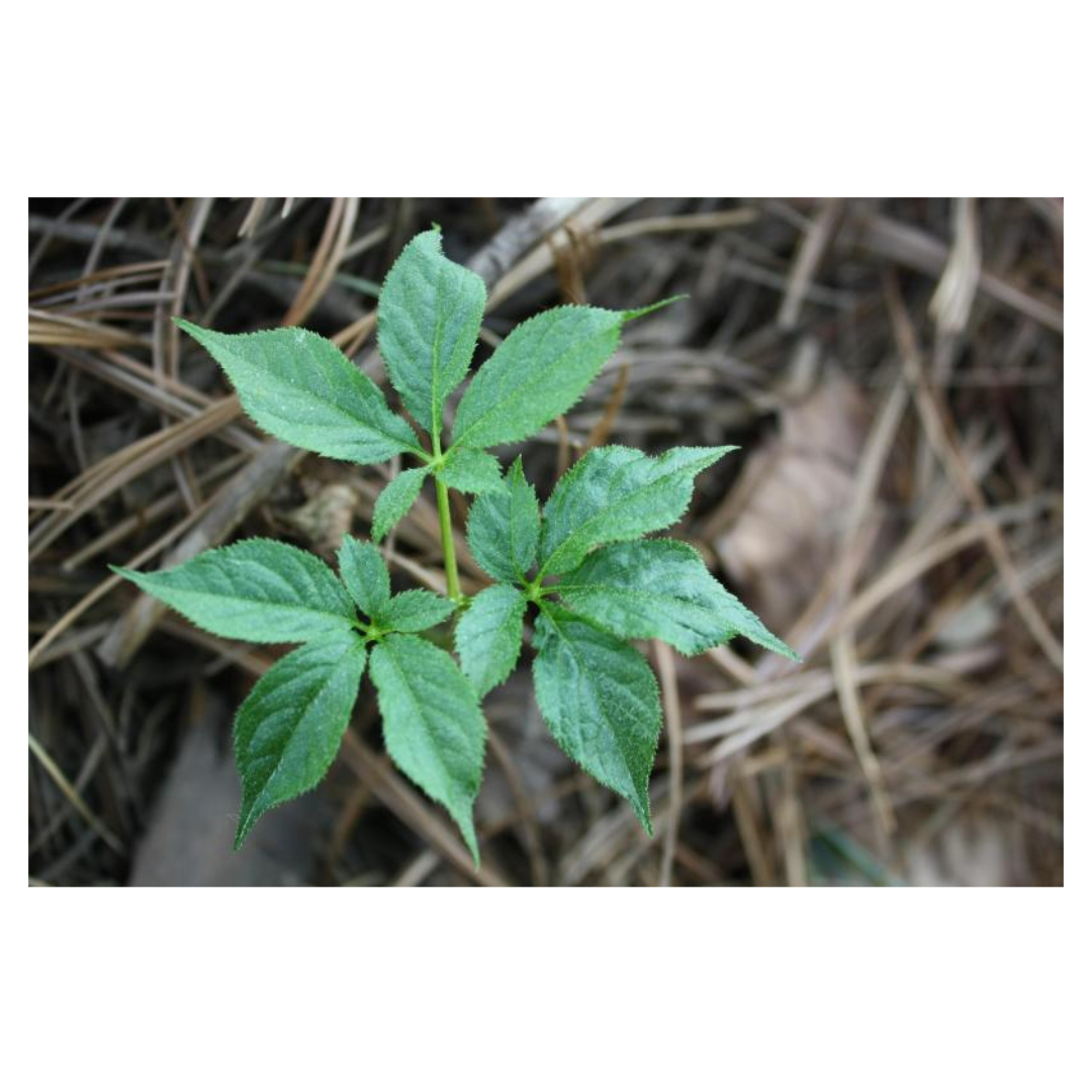 홍삼과 관련된 사진입니다.