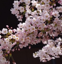 2024 벚꽃 개화시기