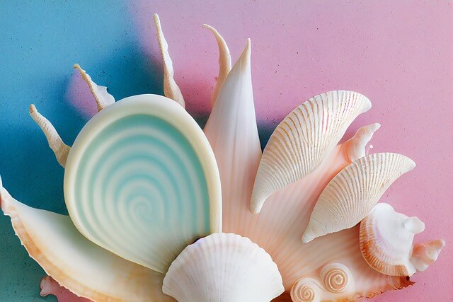 조개껍질사진