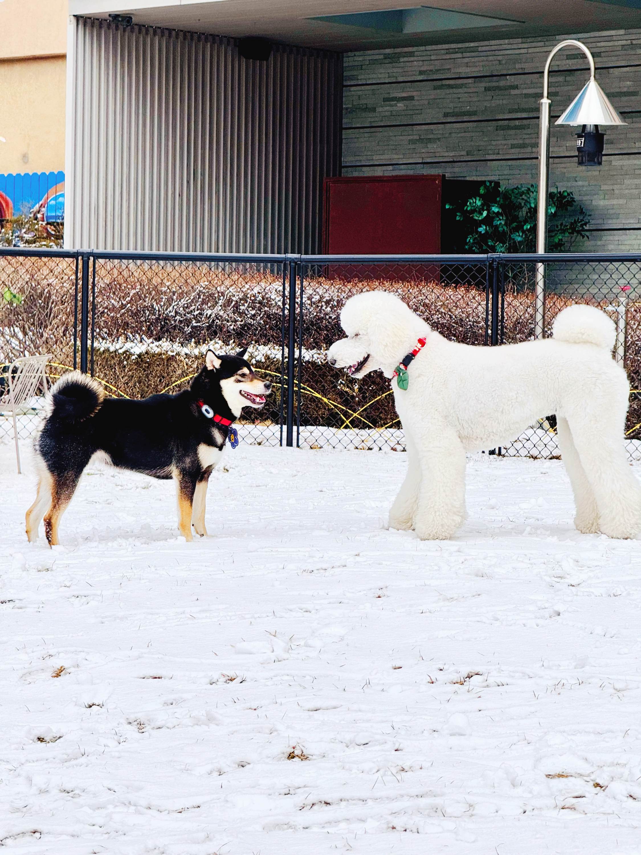  소노펫 비발디파크