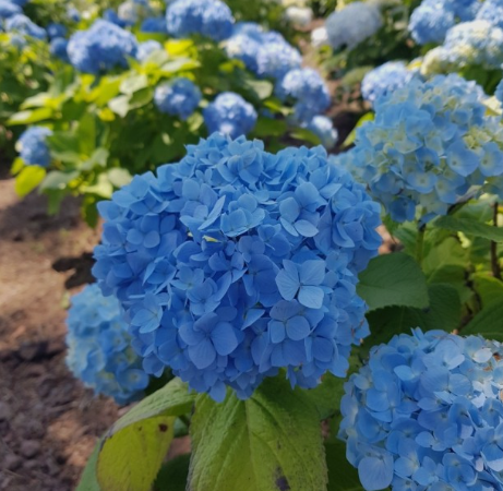 수국 하이드란제놀