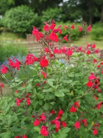 세이지 재배 삽목 번식 배수성 좋은 흙 가지치기_11
