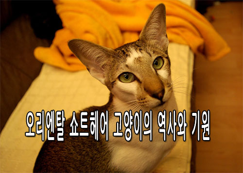 오리엔탈 쇼트헤어 고양이의 역사와 기원, 독특한 아름다움의 시작