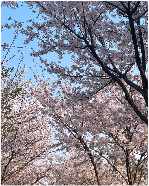 중랑천벚꽃길