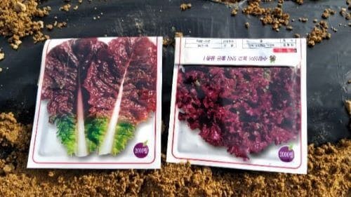 상추-봄재배-가을재배-파종시기-수확시기