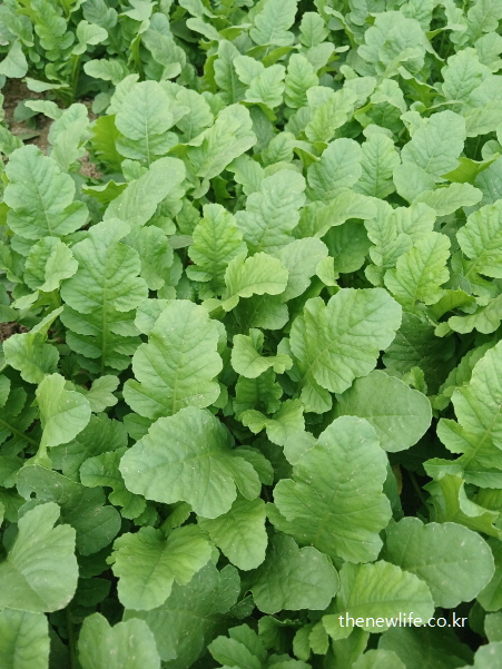 베타카로틴과 비타민이 풍부한 열무 잎을 근접 촬영한 모습